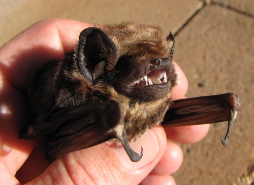Hawaiian Hoary Bat