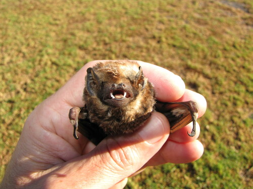 Hawaiian Hoary Bat