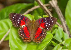 Anartia amathea