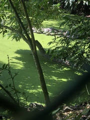 Crocodylus moreletii