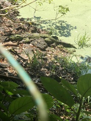 Crocodylus moreletii