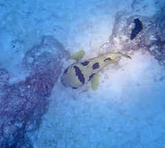 Diodon liturosus