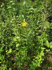 Jacobaea cannabifolia