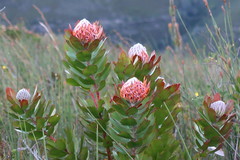 Leucospermum glabrum