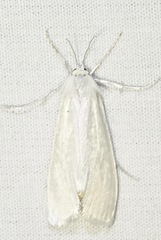 Rupela tinctella