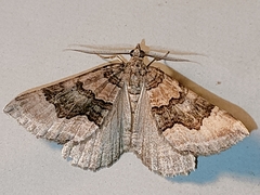 Scotopteryx coelinaria