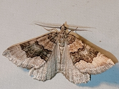Scotopteryx coelinaria
