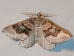 Scotopteryx coelinaria