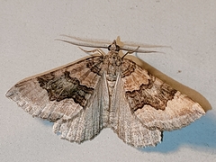 Scotopteryx coelinaria