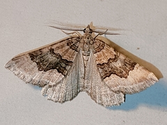 Scotopteryx coelinaria
