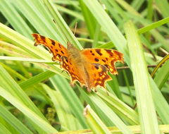 Polygonia c-album