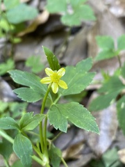 Ranunculus silerifolius