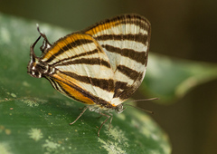 Arawacus aetolus