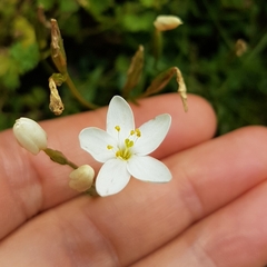 Centaurium scilloides
