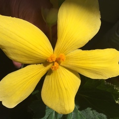 Begonia × tuberhybrida