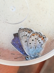 Plebejus argus