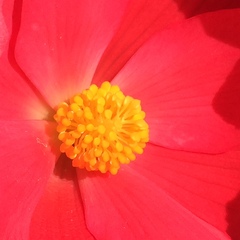 Begonia × tuberhybrida