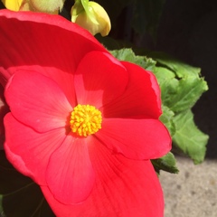 Begonia × tuberhybrida