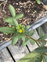 Potentilla