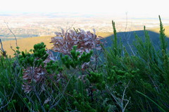 Leucospermum glabrum