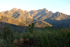 Leucospermum glabrum