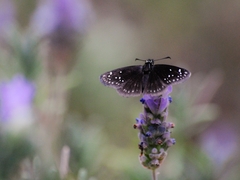 Pholisora