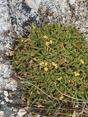 Ivesia lycopodioides