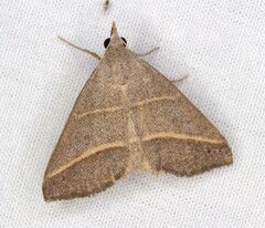 Hemeroplanis parallela