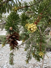 Pinus balfouriana austrina