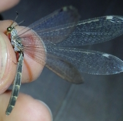 Myrmeleon inconspicuus