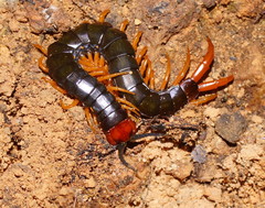 Cormocephalus westwoodi