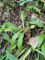 Arnica sororia