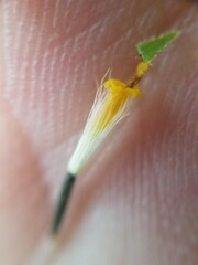 Arnica sororia