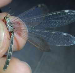 Myrmeleon inconspicuus