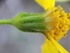 Arnica sororia