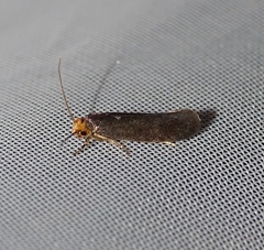 Cephimallota crassiflavella