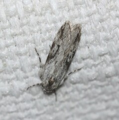 Stenoptena icmaea