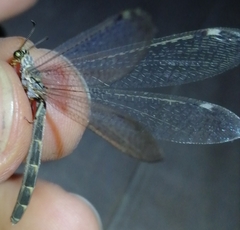 Myrmeleon inconspicuus