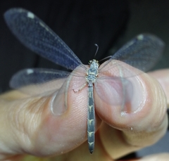 Myrmeleon inconspicuus