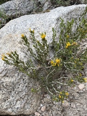 Ericameria discoidea