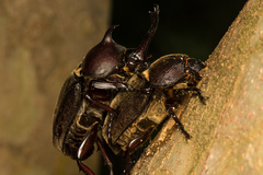 Trypoxylus dichotomus tsunobosonis