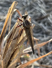 Proctacanthus longus