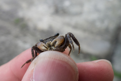 Parasesarma