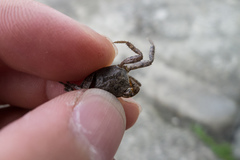 Parasesarma