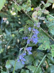Stachys aspera hispidula