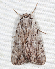 Catocala sordida
