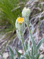 Senecio megacephalus