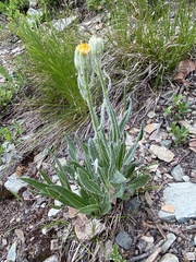 Senecio megacephalus