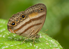 Cissia