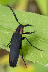 Amblyctis praeses